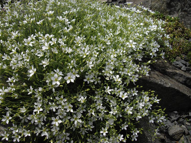 Minuartia laricifolia en fleurs sur des éboulis stabilisés dans les Alpes